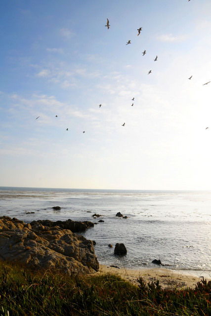 Pacific Coast