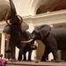 Elephants