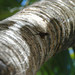 Lizard and the Tree