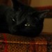 Mermi on the Chair