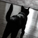 Cattitude