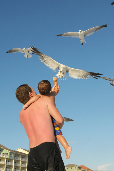 Seagull