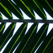 Palm