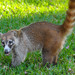 Coati Mundi