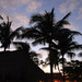 Palm Trees