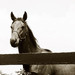 Horsey