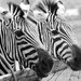 Black and White