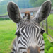 Cute Zebra