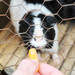 Hungry Guinea
