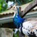 Female Peacock