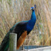 Male Peacock
