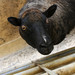 Baa Baa Black Sheep