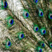 Feathers