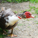 Duckie