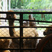 Llama